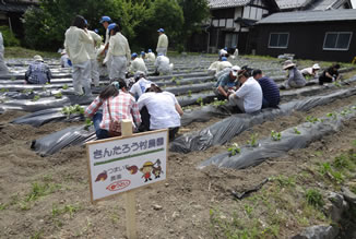 700本のさつまいもの苗が植えられました。